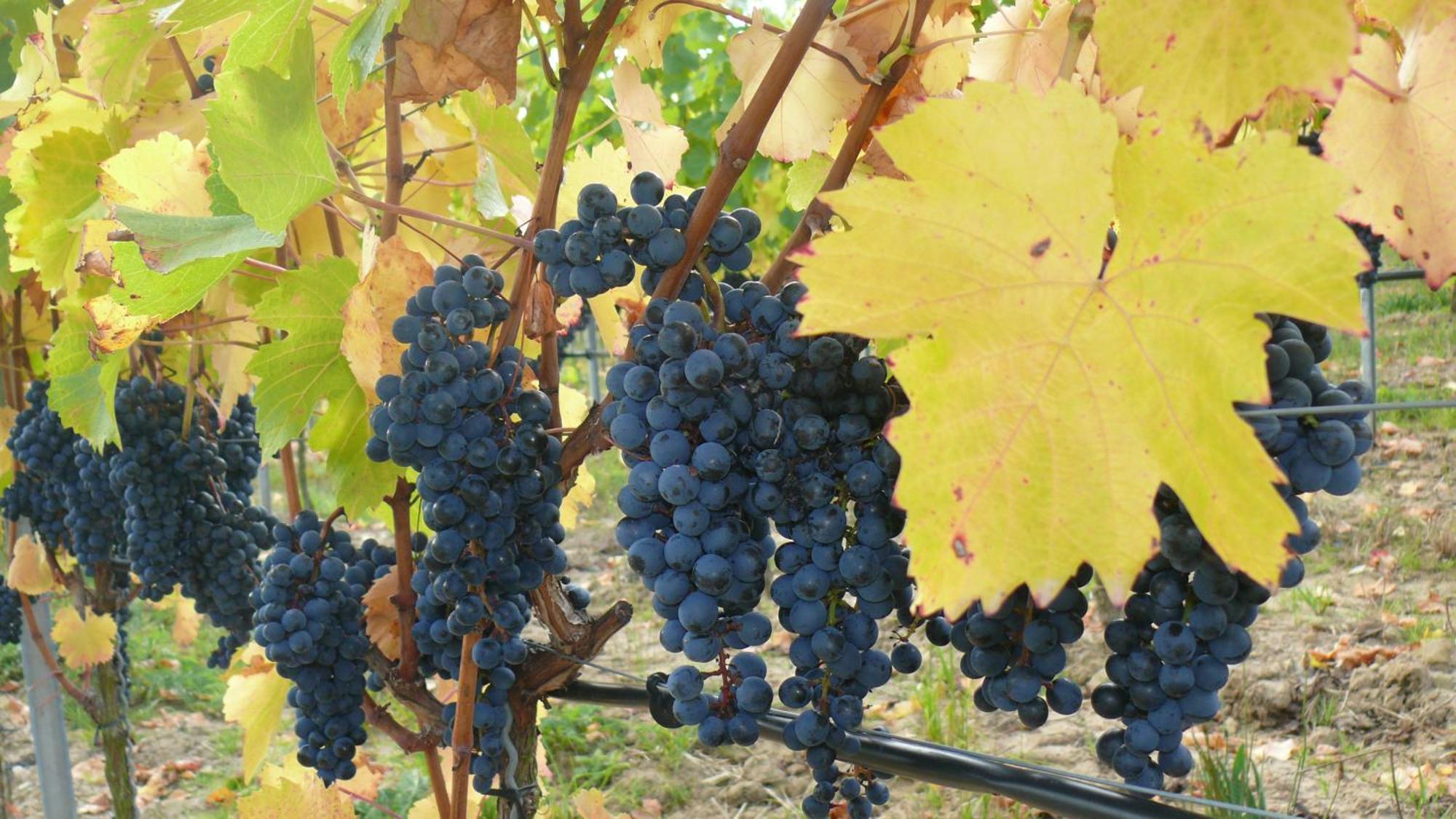 Weingut Herbert Kram Nordheim am Main Esterno foto